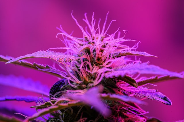 potent strains marijuana zygote