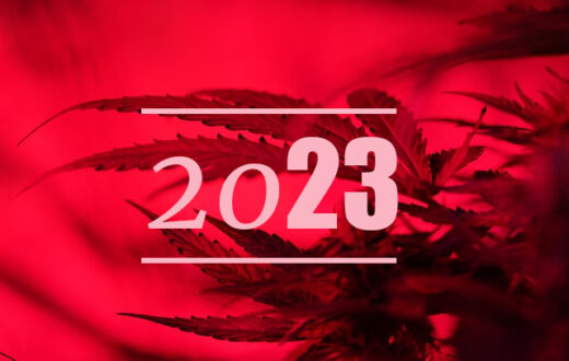 top cannabis strains 2023 zygote