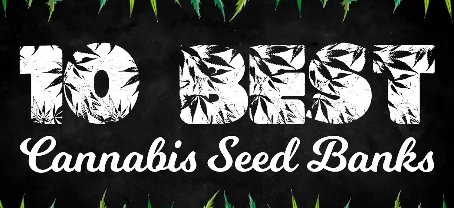 Cannabis Seed Banks 10 Best Seed Banks in the US