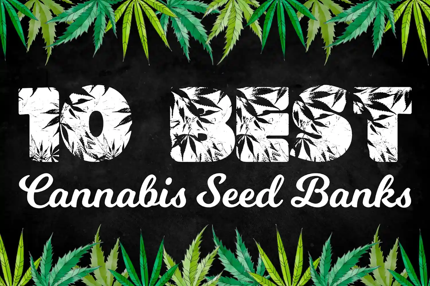 Cannabis Seed Banks 10 Best Seed Banks in the US