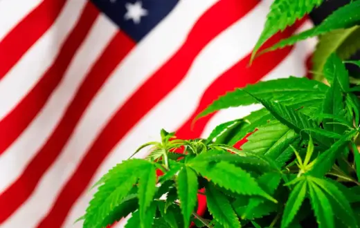 Cannabis Seeds Legal USA