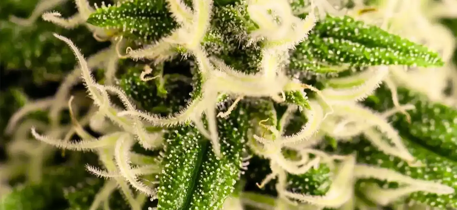 Unlock the Magic of Growing Why Buy Regular Cannabis Seeds
