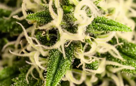 Unlock the Magic of Growing Why Buy Regular Cannabis Seeds