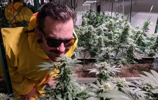 top 5 strains and tips for success