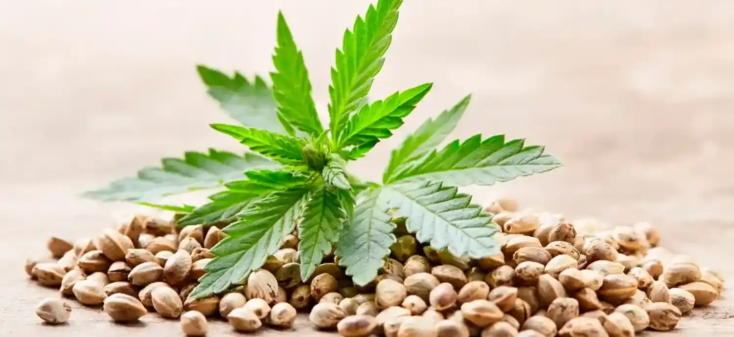 The Ultimate Guide to Choosing the Best Cannabis Seeds for Your Garden