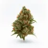 MediBerry Feminized Marijuana Seeds