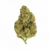 Bruce Banner #3 FBV Marijuana Seeds