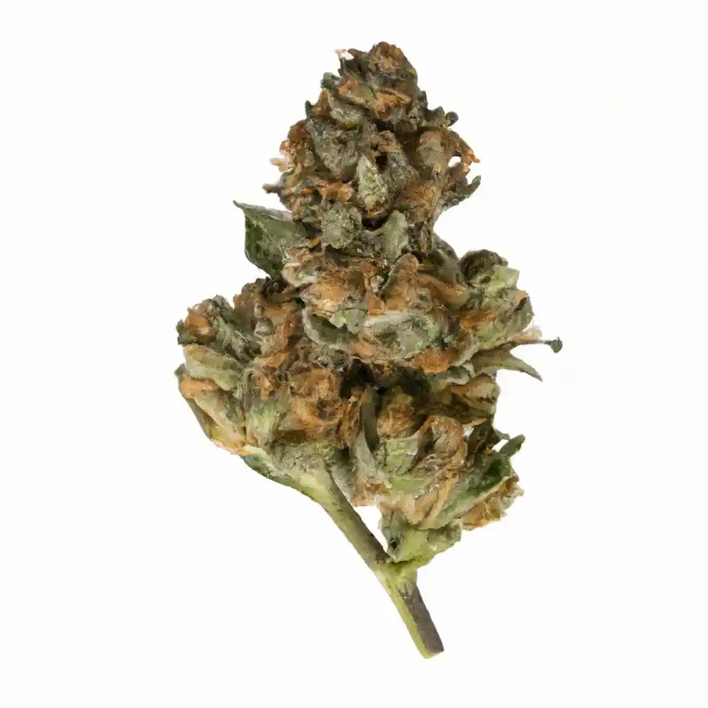 RS11 x Skywalker Feminized Marijuana Seeds