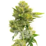 Agent Orange Regular