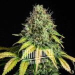 Ak x Somango Auto