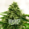 Amnesia F1