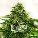 Amnesia F1