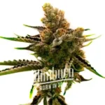Amnesia Kush AUTO