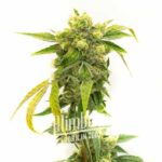 Black Domina Regular
