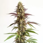 Blue Cookies
