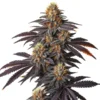 Blueberry Badazz OG