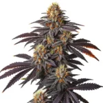 Blueberry Badazz OG