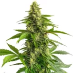Bruce Banner 3 FBV