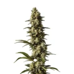 CBD Strawberry Cake 1