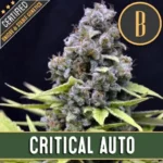 CRITICALAUTOplant1