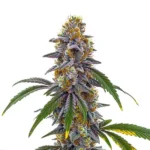 Candyland 1