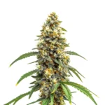Carmen x Durban Poison