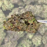 Cement Shoes THCA Flower 01