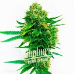 Cheese Diesel