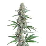 Chemdog Regular
