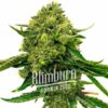 Critical Cheese Auto