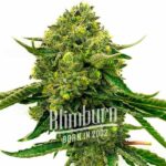 Critical Cheese Auto