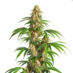 Critical Kush Auto