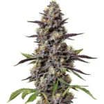 Critical Purple Kush 1