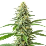 Critical x Mazar Auto