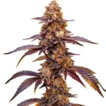 Dark Star Auto