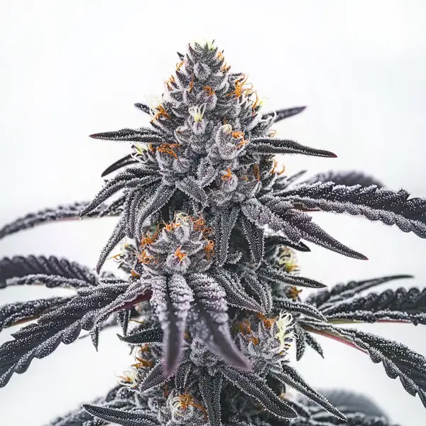 Frosty Blue OG