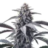 GMO Cookies 1
