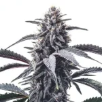 GMO Cookies 1