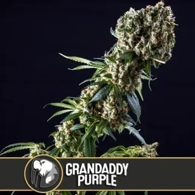 GRANDADDYPURPLECANNABISSEEDS7