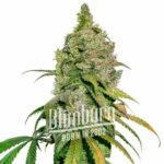 Green Crack x Do Si Dos