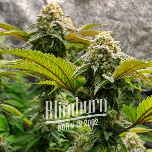 Pink Gorilla Pink Gorilla