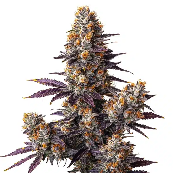 Tropicana Cookies Purple Auto 1