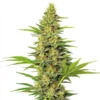 White Widow Fast Version