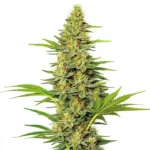 White Widow Fast Version