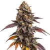 Zkittlez Kush