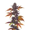 auto cbd purple