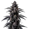 Black Sugar