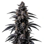 Black Sugar