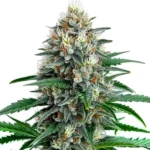 fire alien strawberry x mac rillaz f1