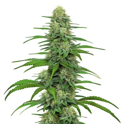 Gorilla Glue 4